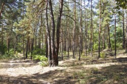 Элитный участок 35 соток сосновый лес Рудыки Козин Конча- Заспа фото 3