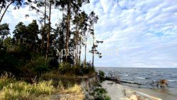 Продажа участка 12 сот в сосновом лесу на берегу Киевского моря Лютеж фото 11