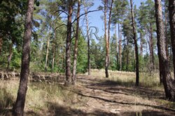 Элитный участок 35 соток сосновый лес Рудыки Козин Конча- Заспа фото 1